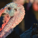 Illustration for article titled Happy Thanksgiving from iThe A.V. Club/i